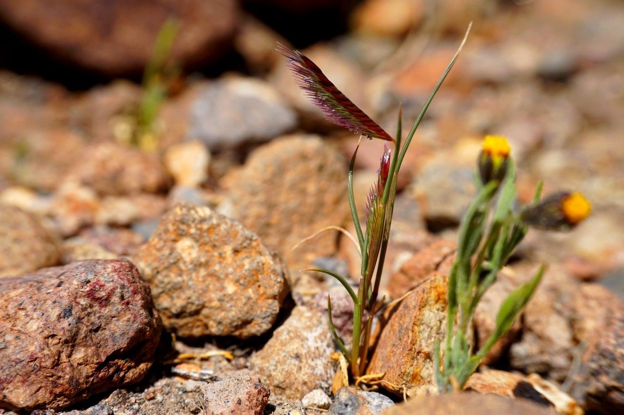 Chondrosum simplex habit