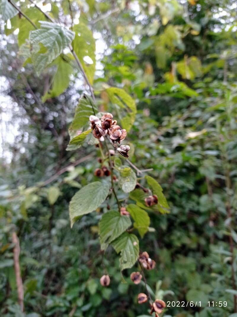 Gouania lupuloides — search result for 'Rhamnaceae'