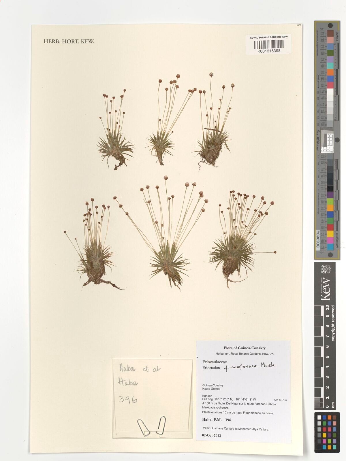 Eriocaulon mamfeense — houseplant care guide