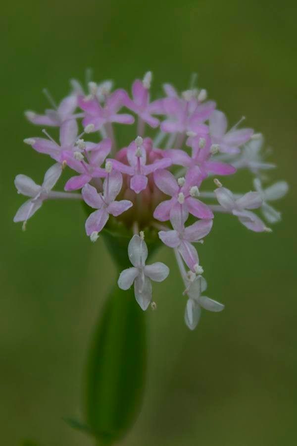 Plectritis congesta — sleep aid houseplant