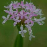 Plectritis congesta