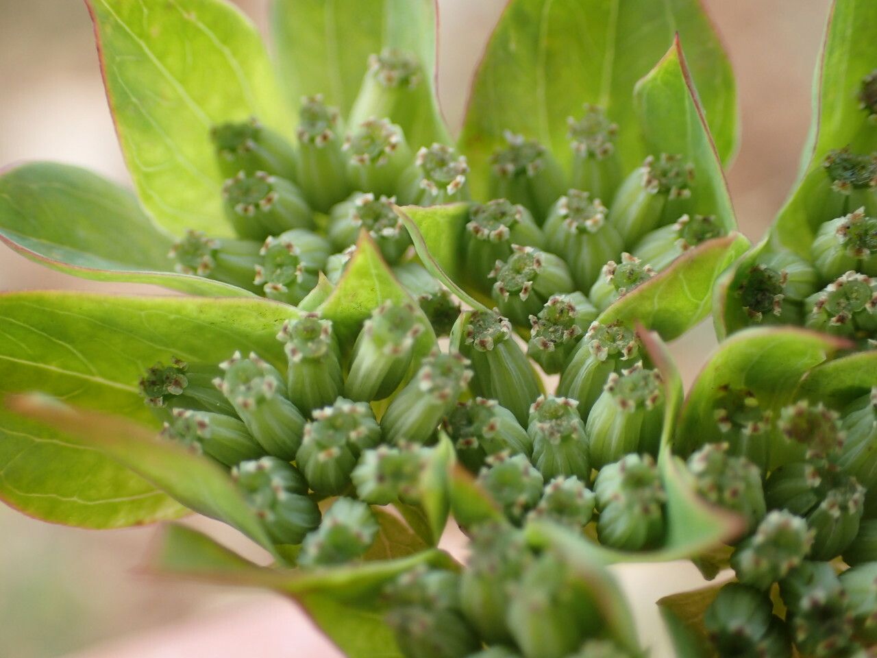 Bupleurum rotundifolium fruit