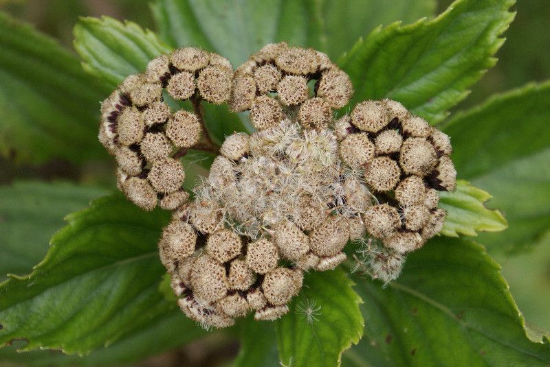 Psiadia boivinii fruit