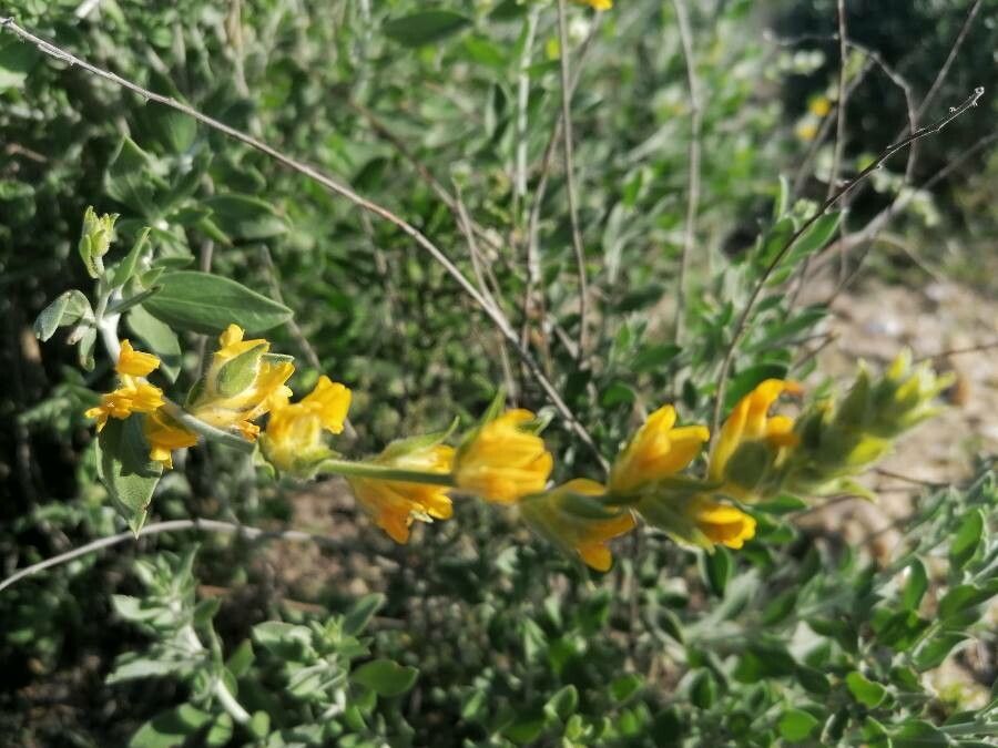 Anthyllis cytisoides flower