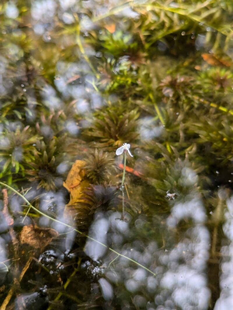 Elodea granatensis — related species from the same genus