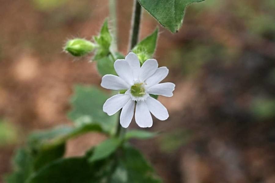 Silene heuffelii flower