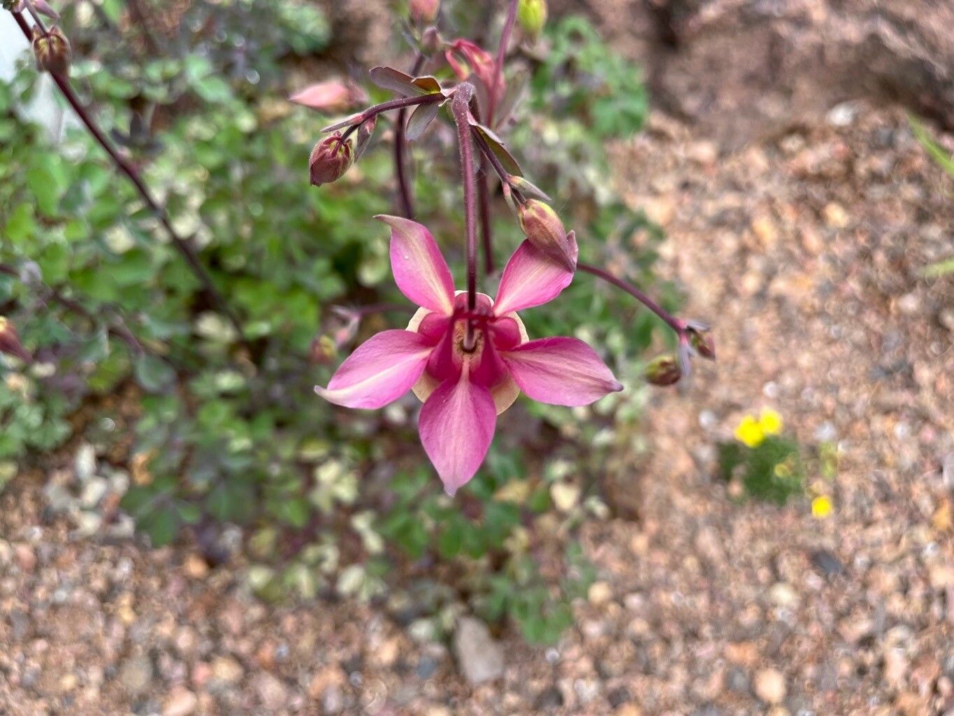 Aquilegia barnebyi flower