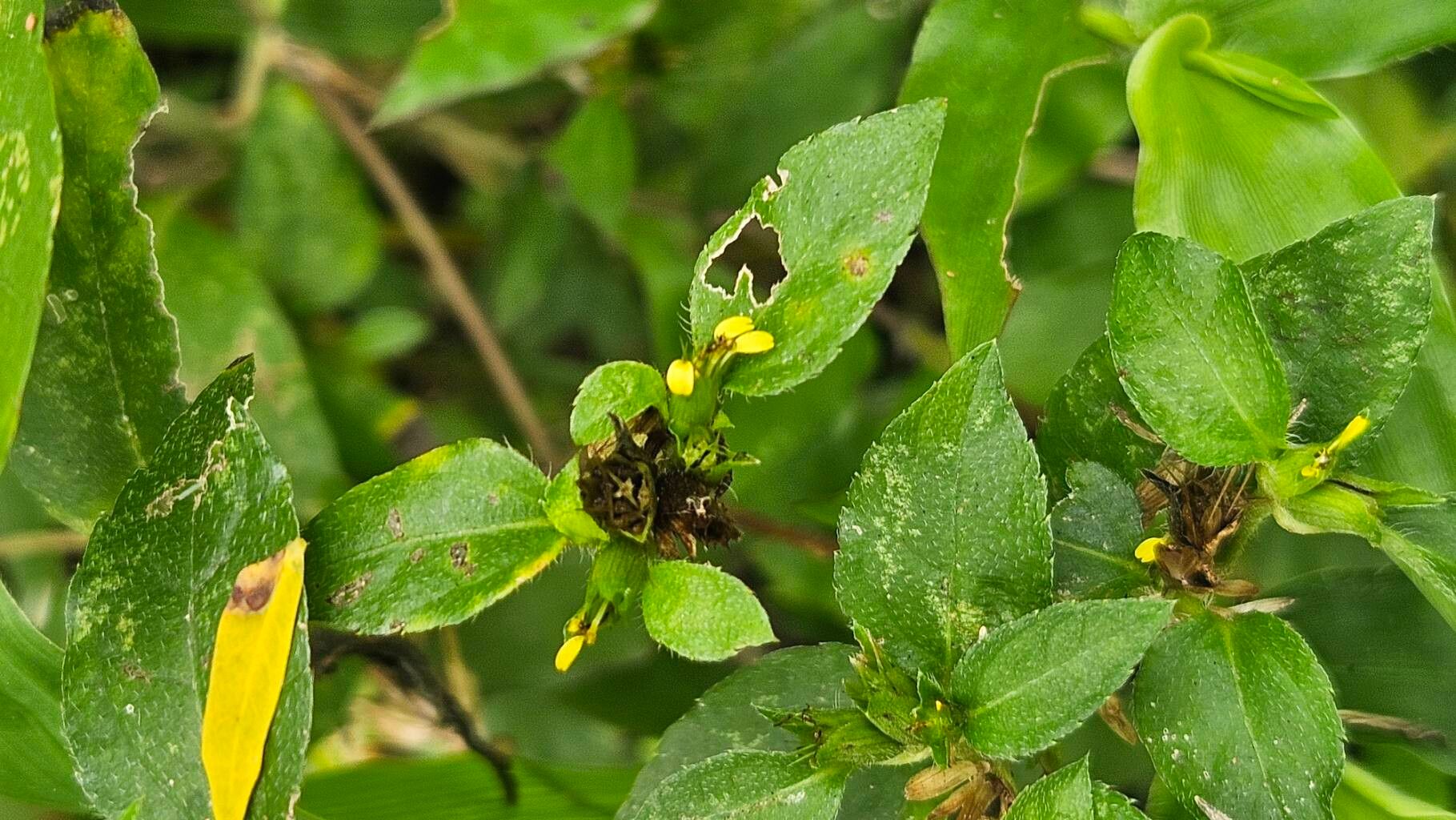 Calyptocarpus wendlandii leaf