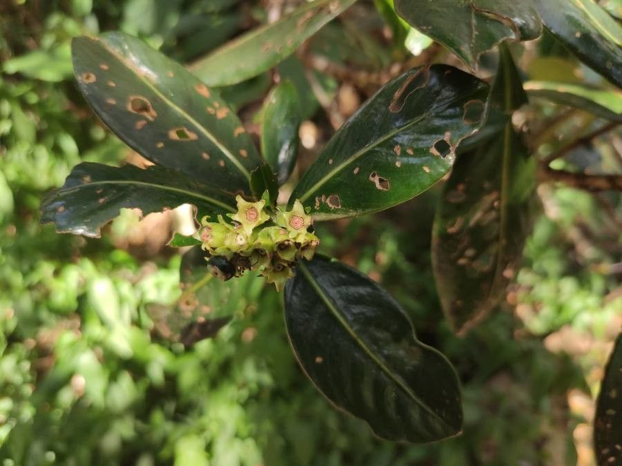 Chassalia gaertneroides flower