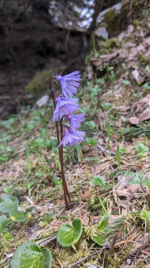 Soldanella alpina flower