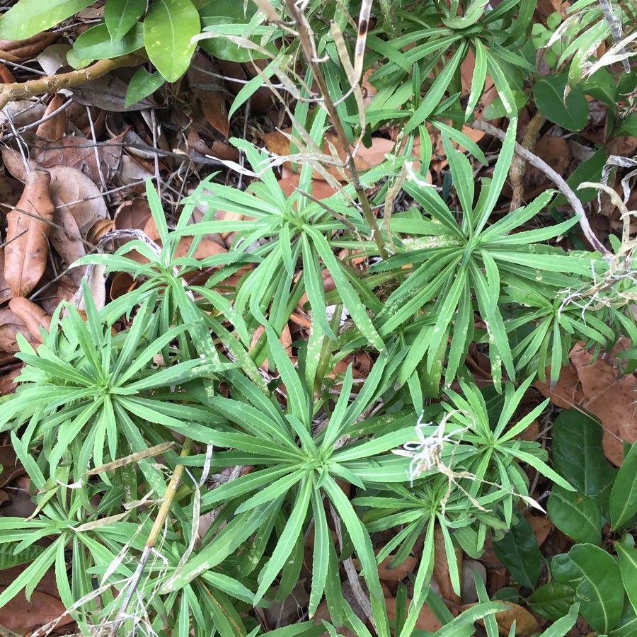 Erysimum bicolor leaf