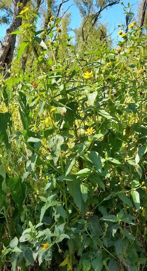 Aspilia silphioides habit
