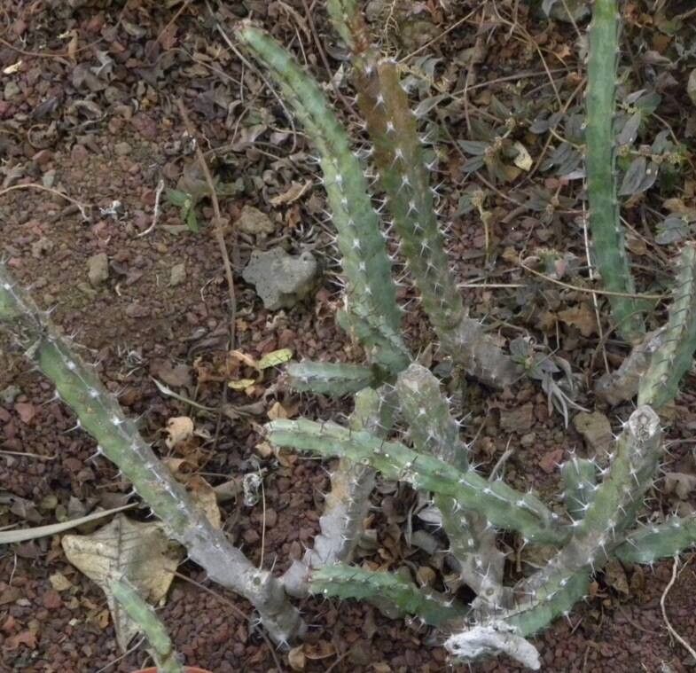 Euphorbia speciosa habit