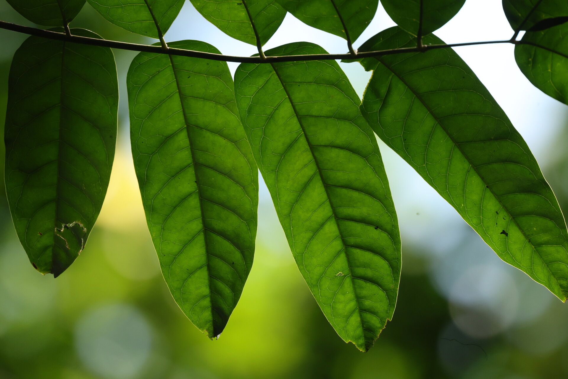 Bersama yangambiensis leaf