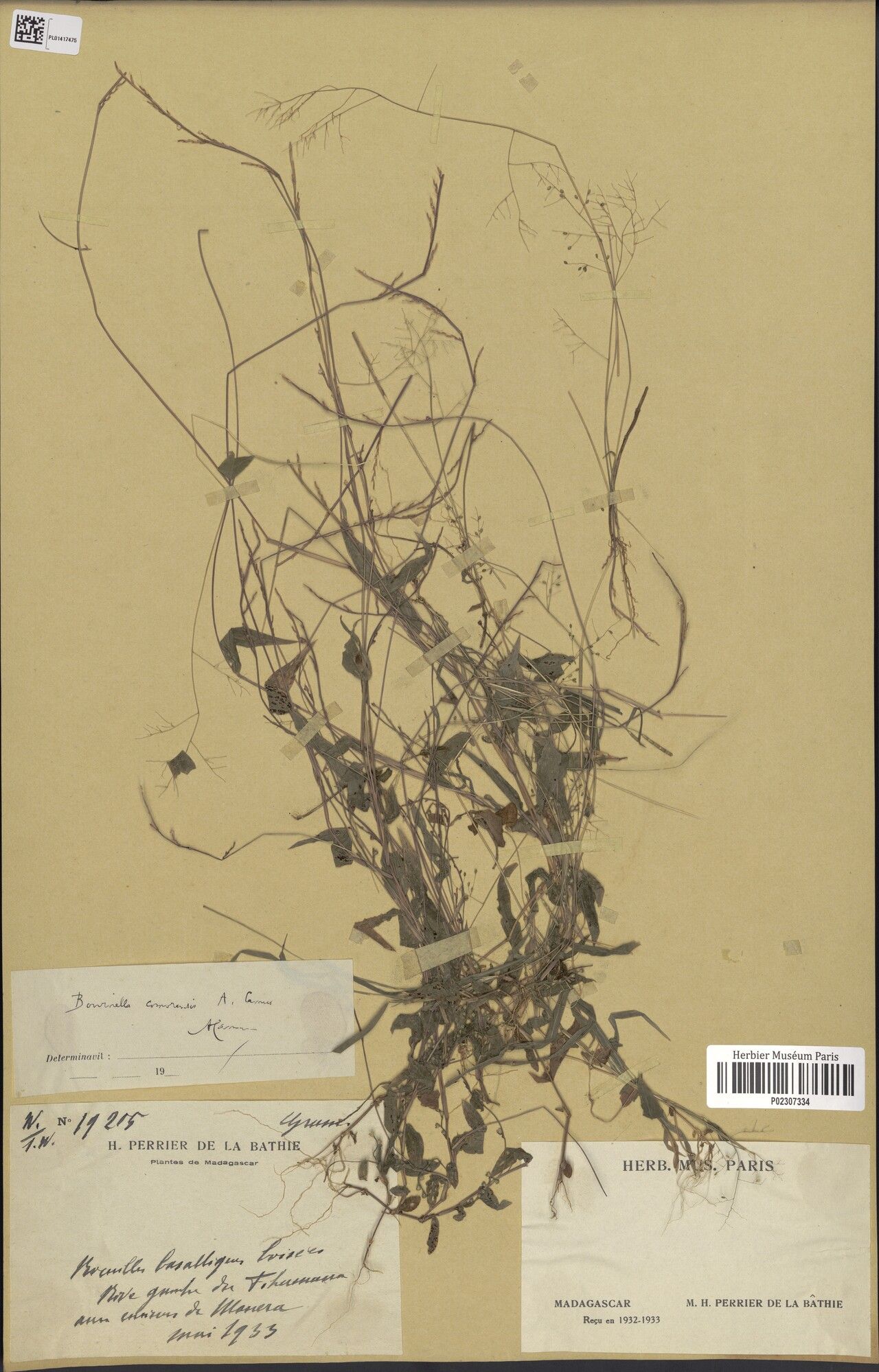 Panicum inconspicuum — houseplant care guide