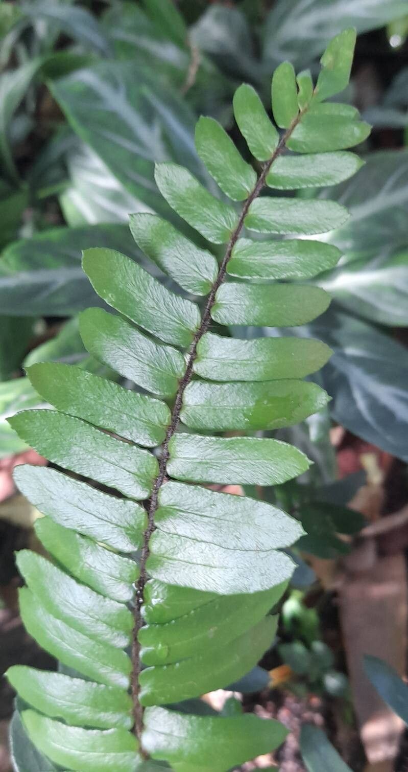 Hemionitis seticaulis leaf