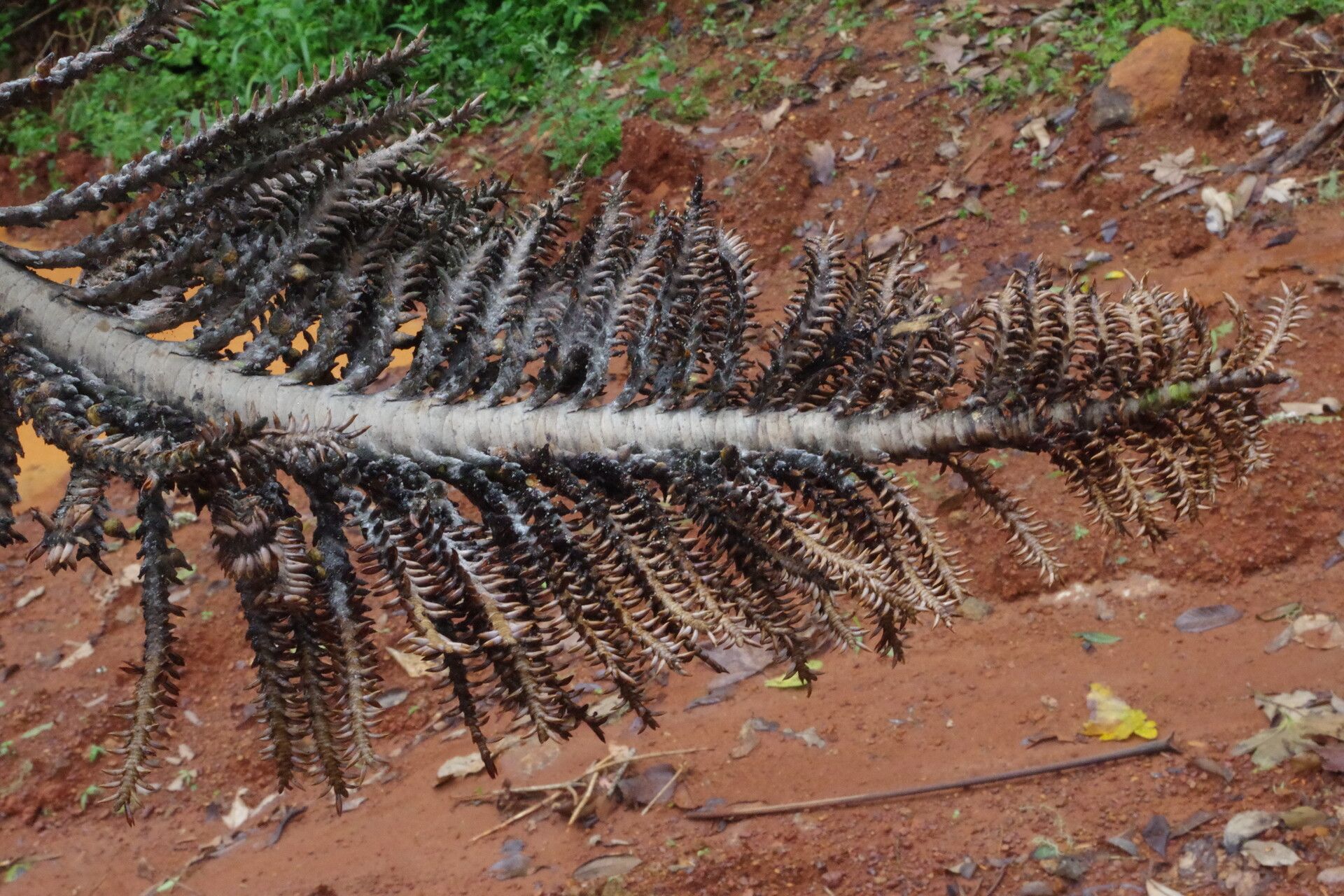 Raphia monbuttorum flower