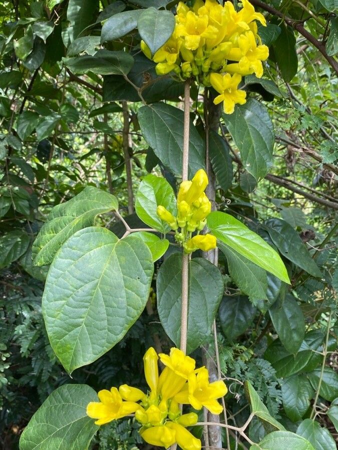 Anemopaegma setilobum — houseplant care guide