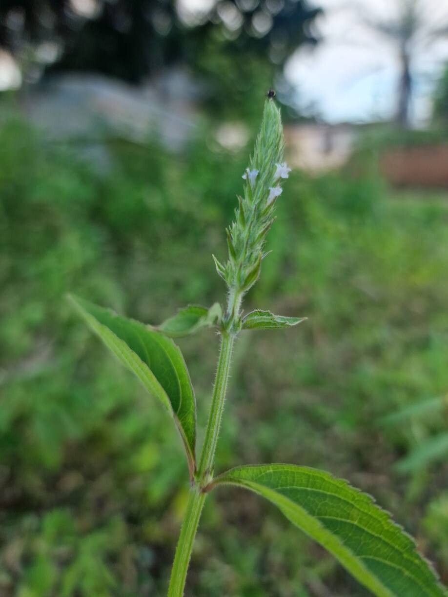 Cantinoa americana flower