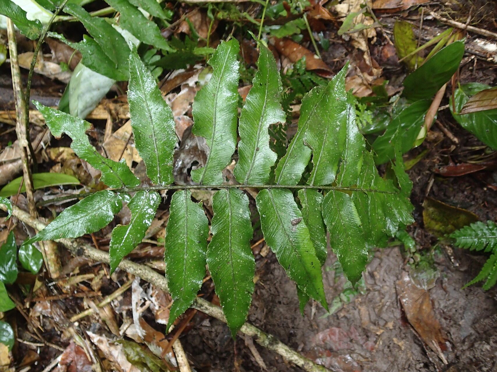 Diplazium sammatii — houseplant care guide