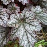 Heuchera micrantha