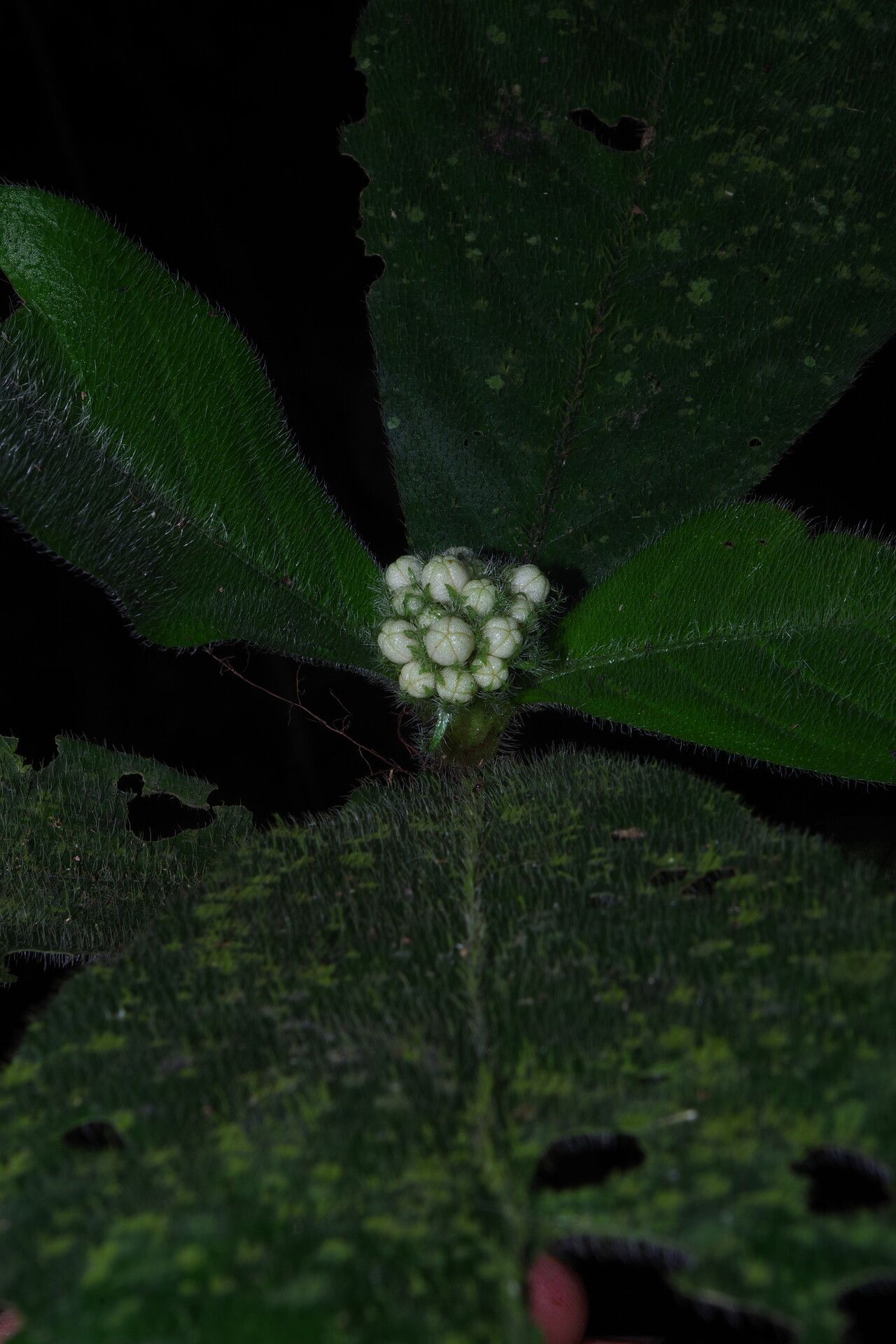 Psychotria nigerica leaf