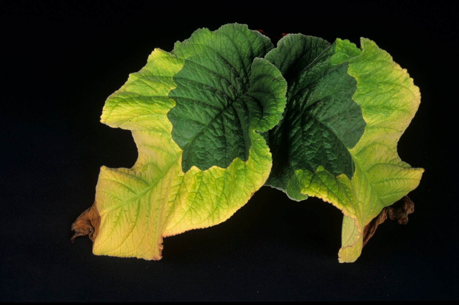 Streptocarpus wittei — search result for 'Streptocarpus'