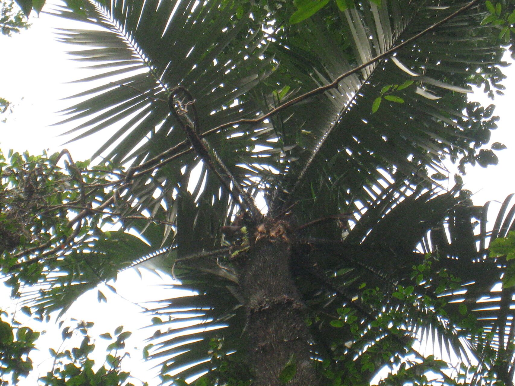 Astrocaryum rodriguesii habit