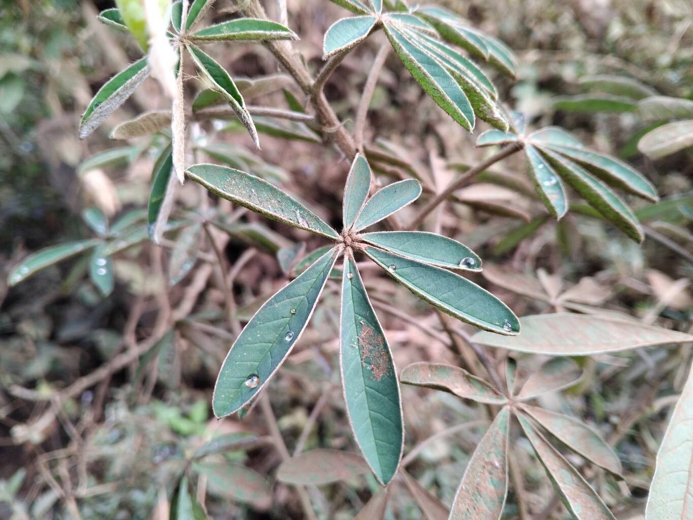 Crotalaria goreensis — search result for 'Gambia'
