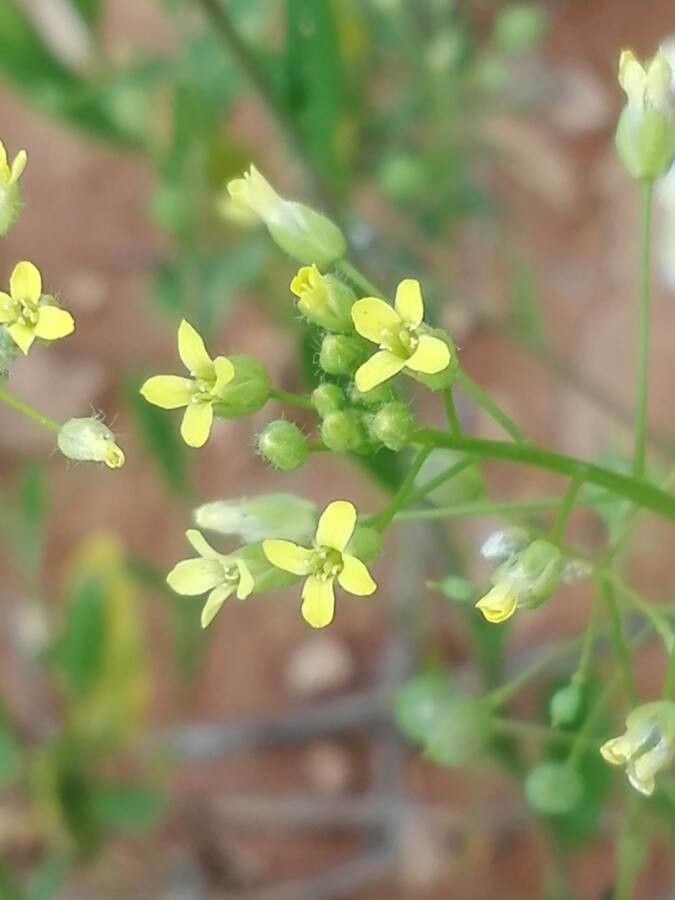 Camelina microcarpa flower