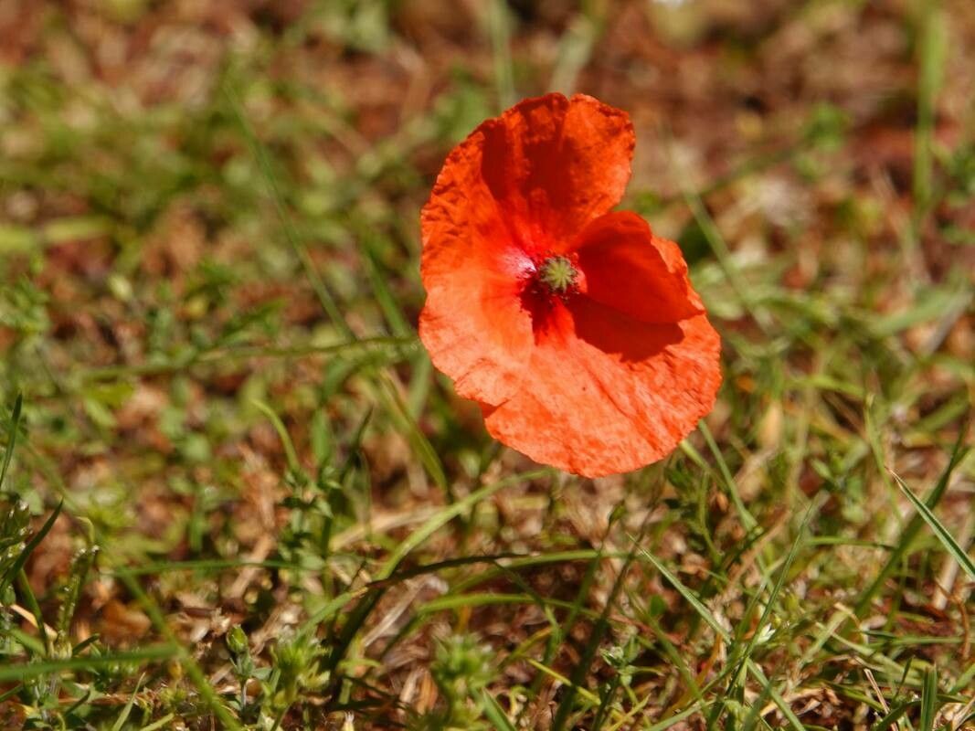 Roemeria argemone flower