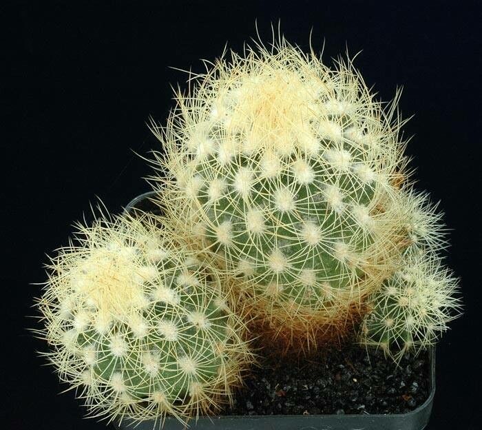 Acharagma roseanum habit