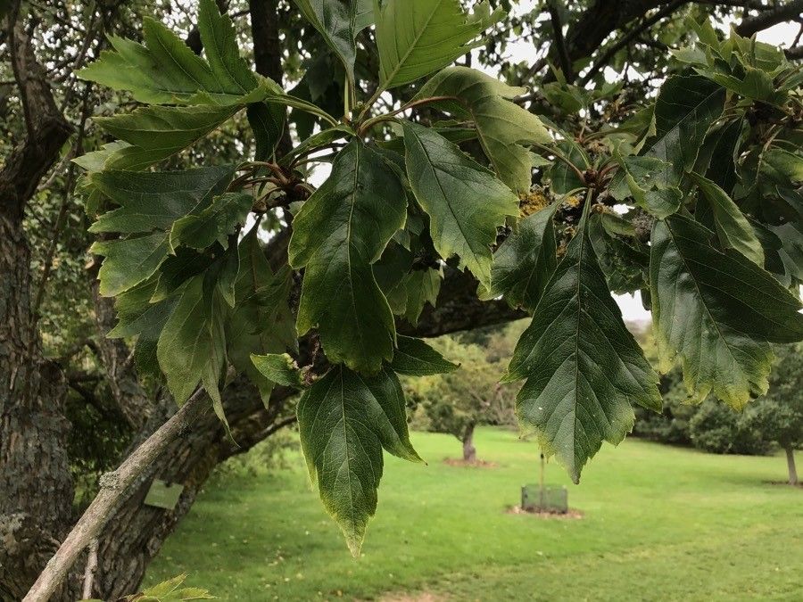 Crataegus pinnatifida — cold hardy houseplant