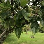 Crataegus pinnatifida