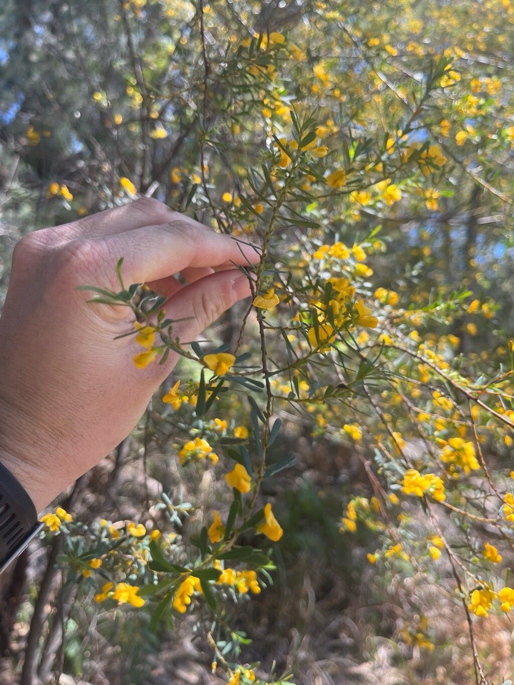 Pultenaea flexilis flower