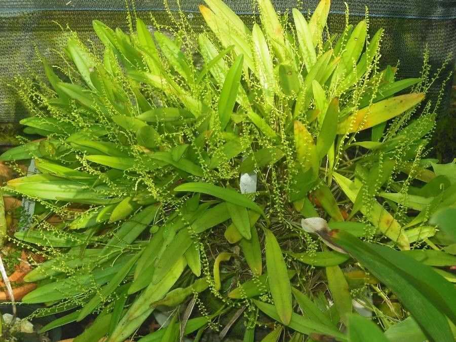 Stelis ophioglossoides — search result for 'Trinidad and Tobago'