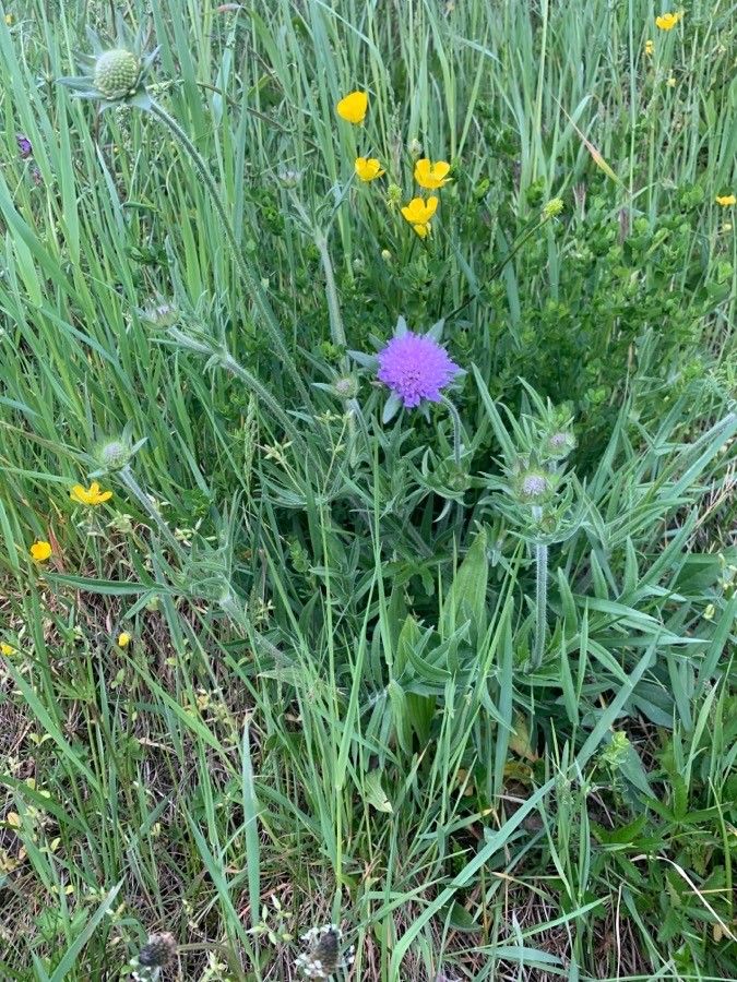 Lomelosia rutifolia leaf