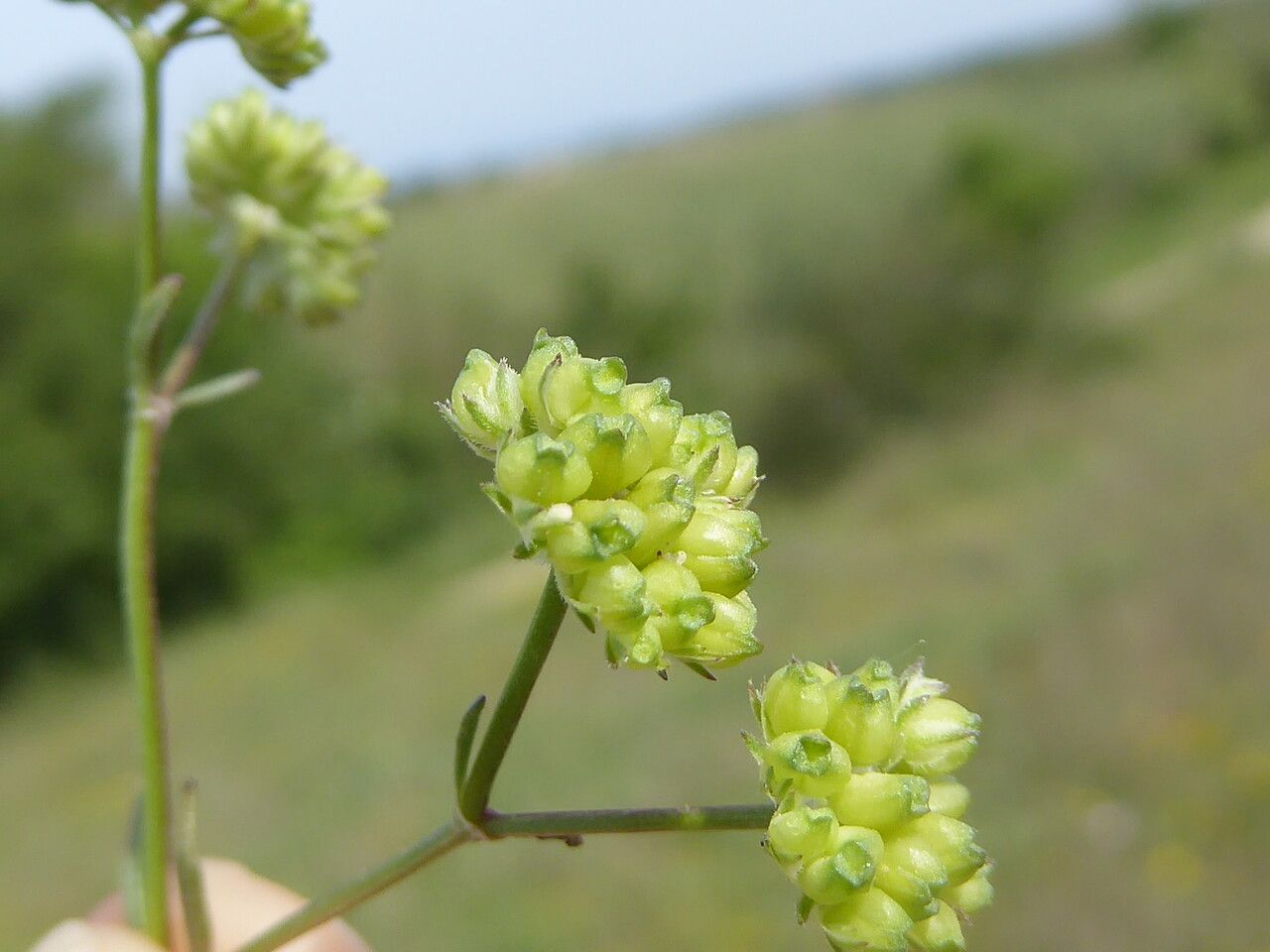 Valerianella coronata fruit