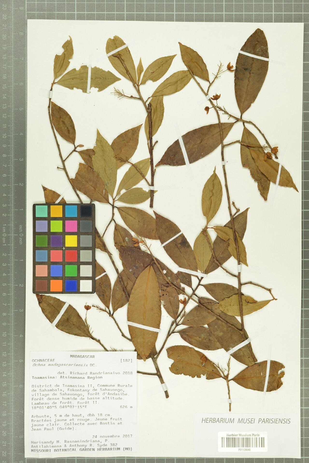 Ochna madagascariensis — houseplant care guide