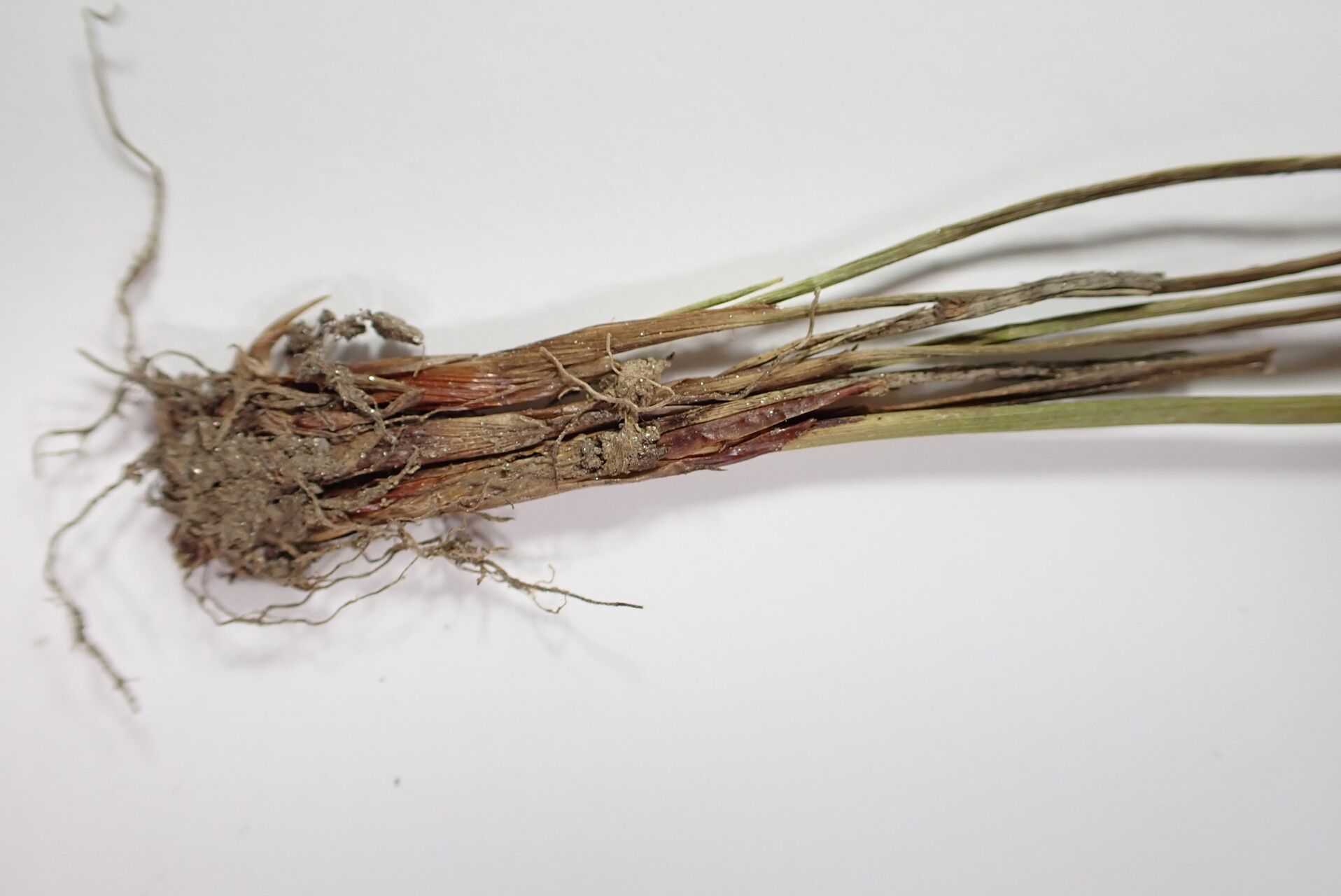 Juncus thomsonii bark