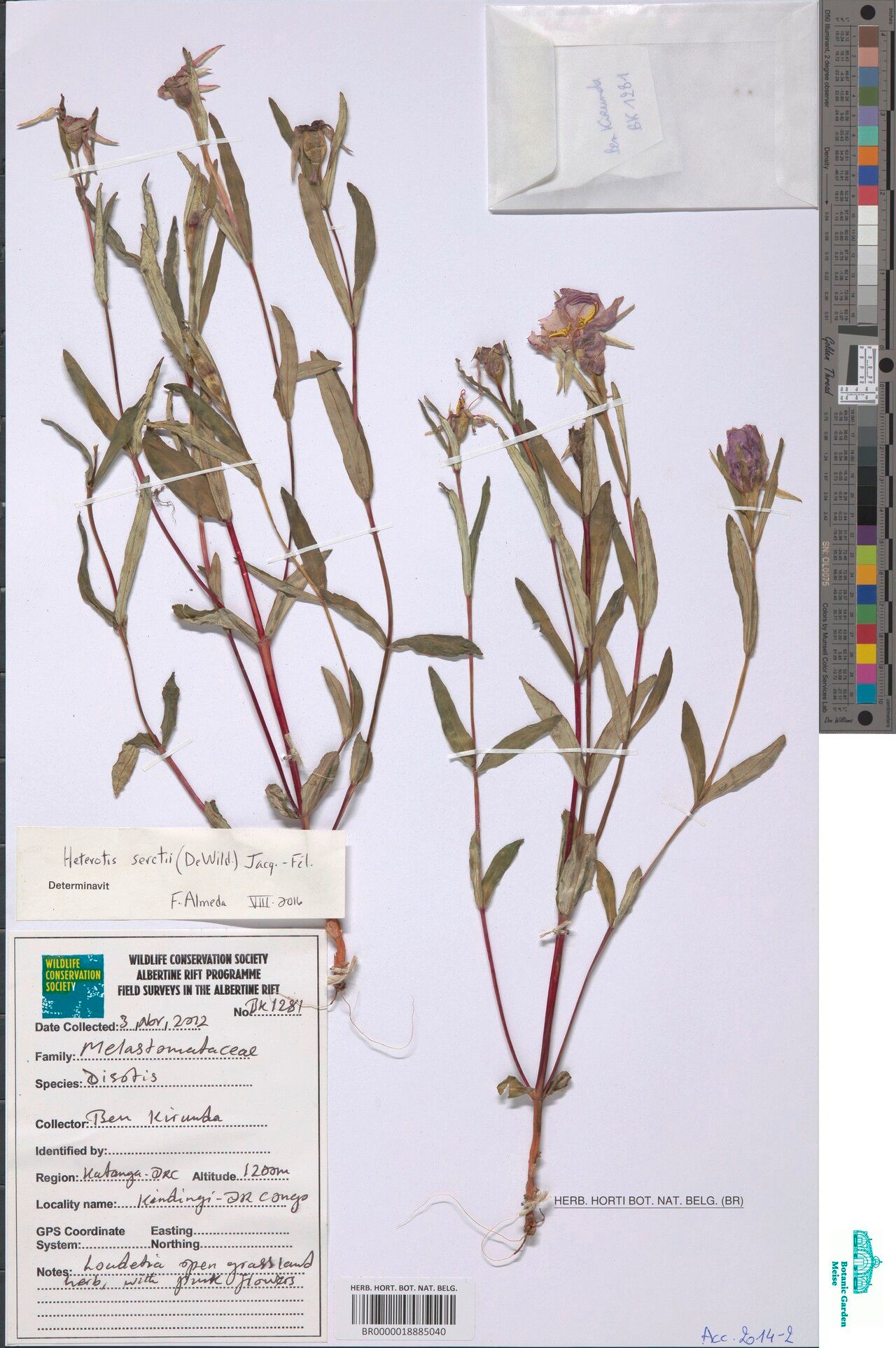 Guyonia seretii — related species from the same genus