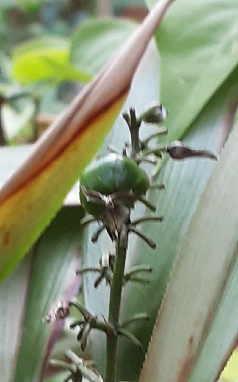 Dianella bambusifolia fruit