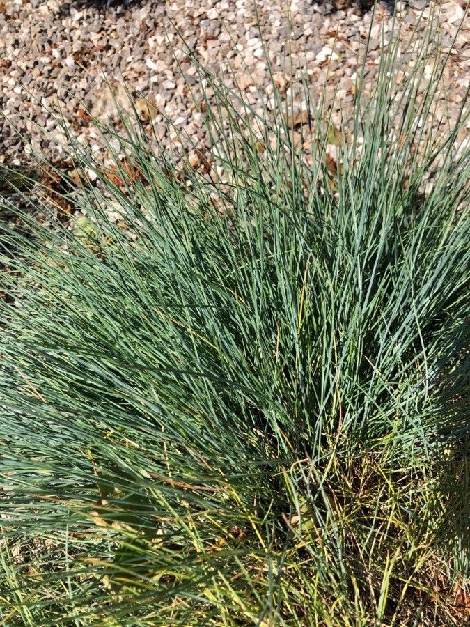 Festuca burgundiana leaf