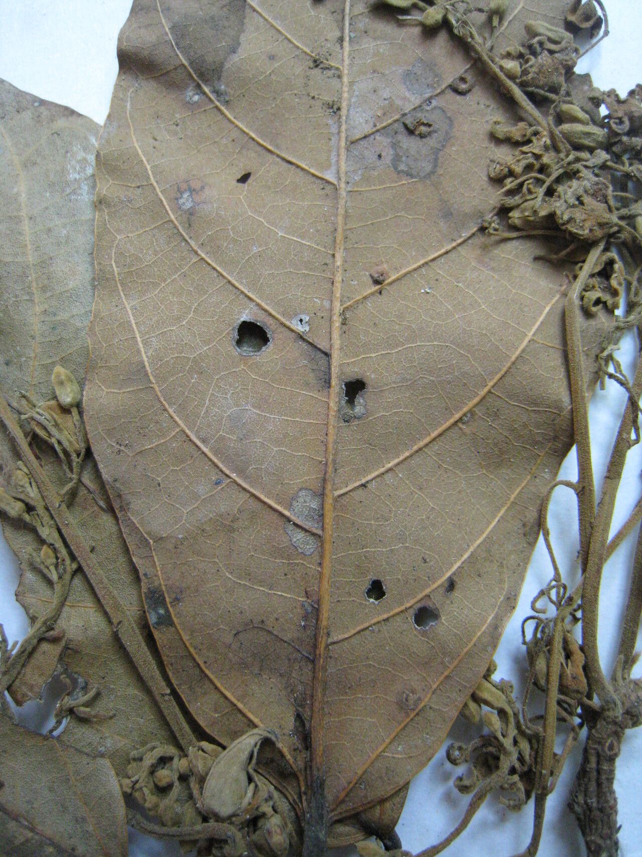 Sterculia lisae other