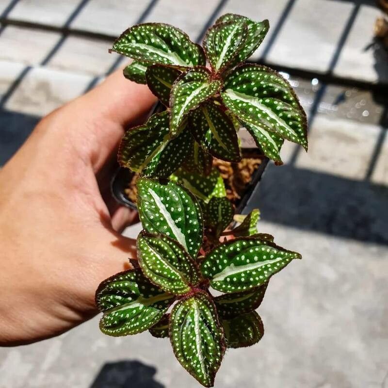 Sonerila maculata leaf