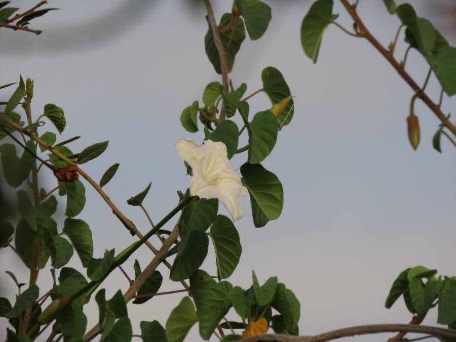 Turbina stenosiphon — related species from the same genus