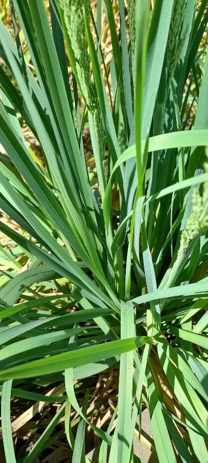 Poa iridifolia — search result for 'Poa'