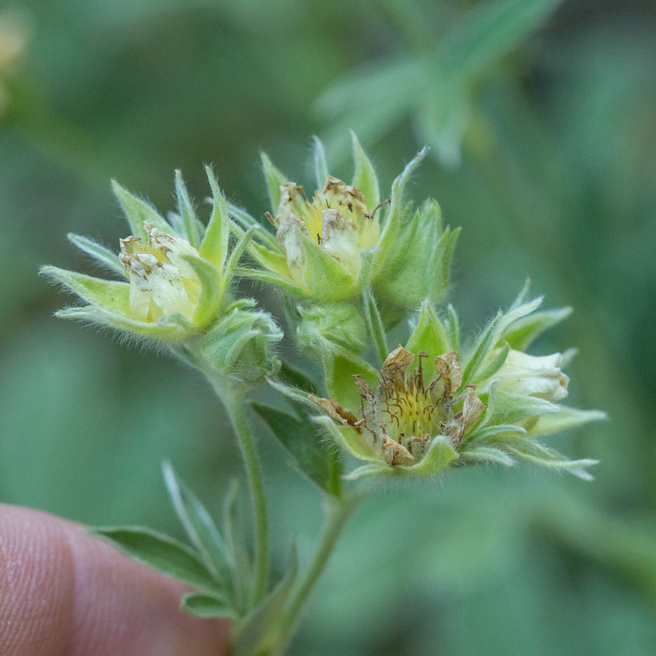 Potentilla valderia fruit