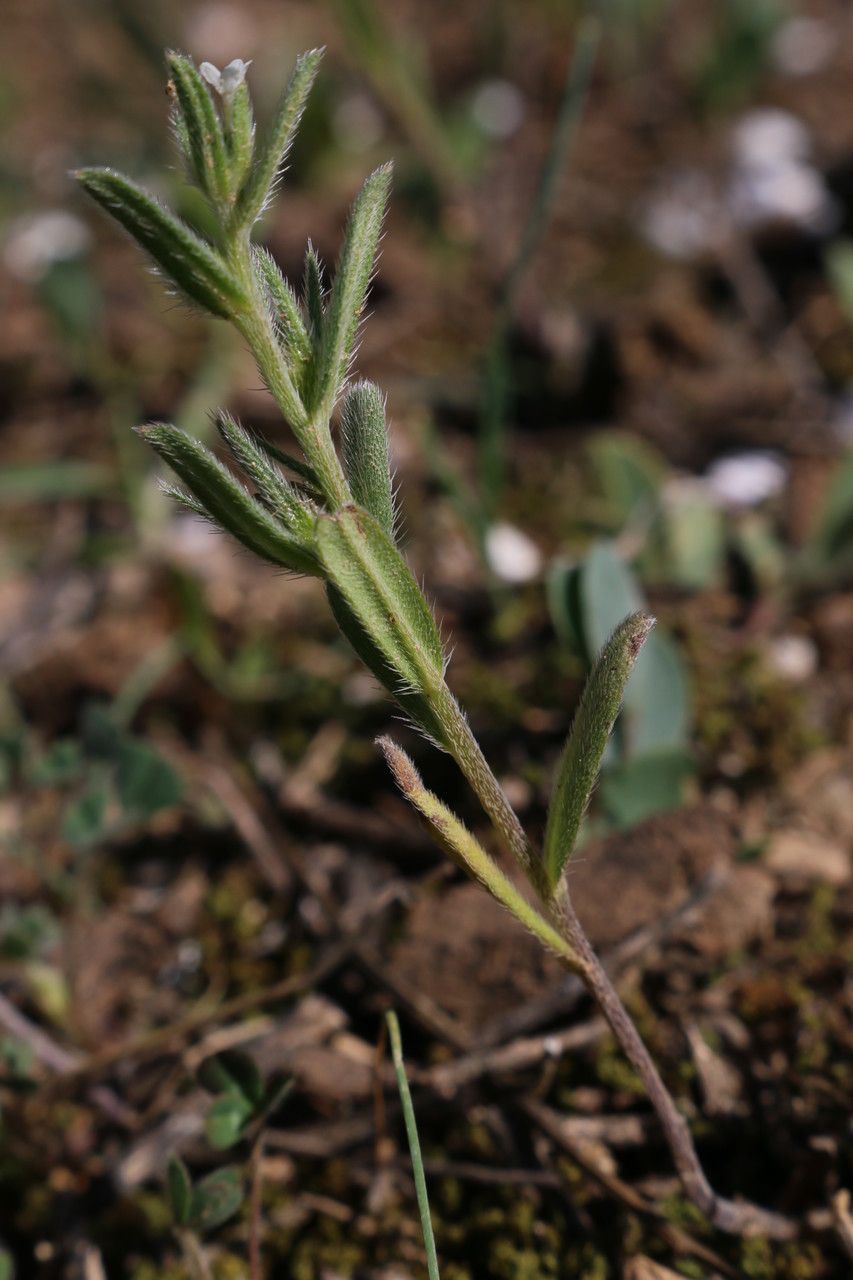 Buglossoides incrassata habit