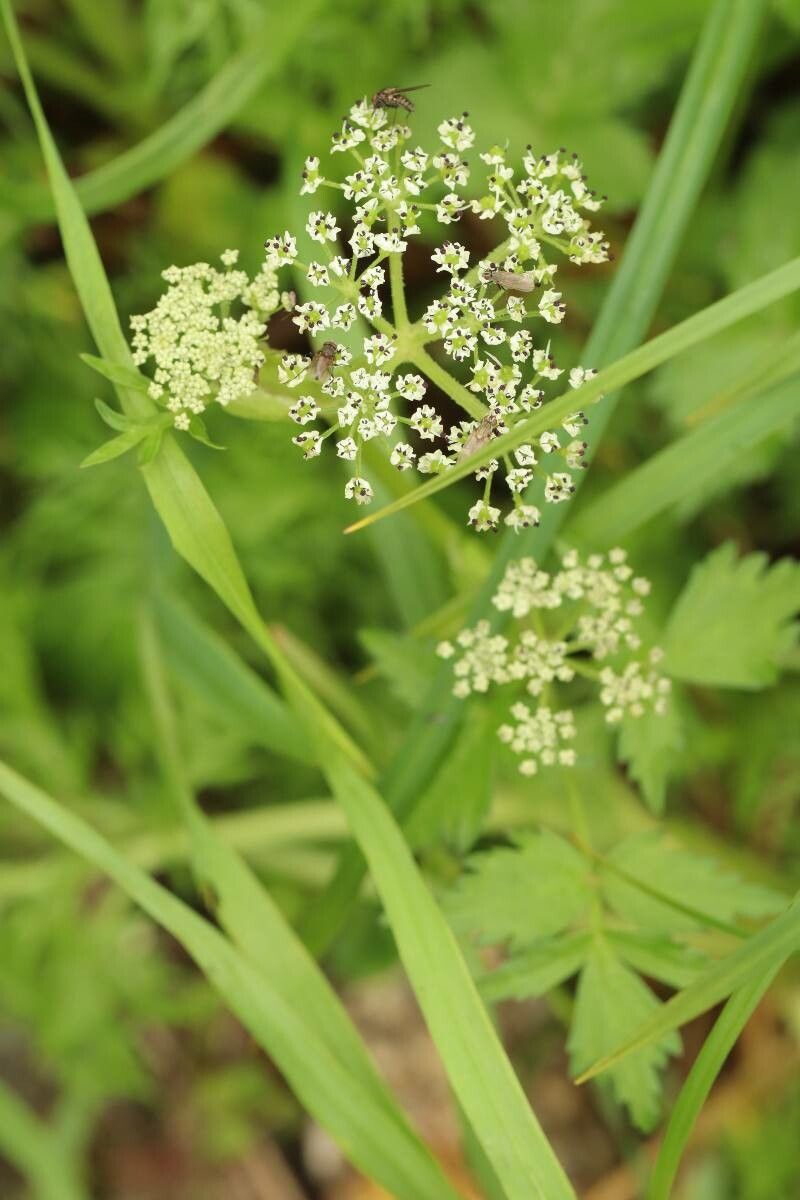 Peucedanum multivittatum — houseplant care guide